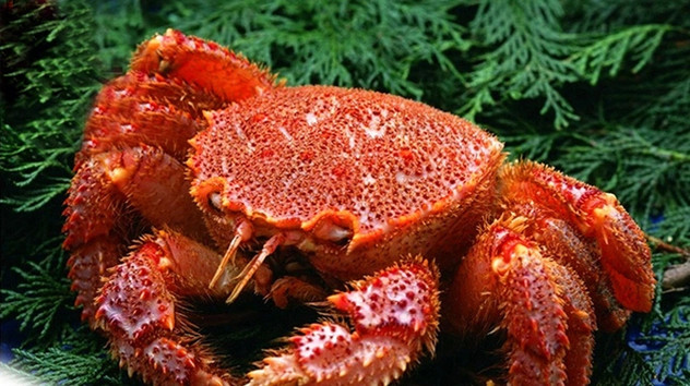 王者荣耀颁奖仪式时间、所在、门票、嘉宾阵容|KY开元集团官网(图4) ky开元集团