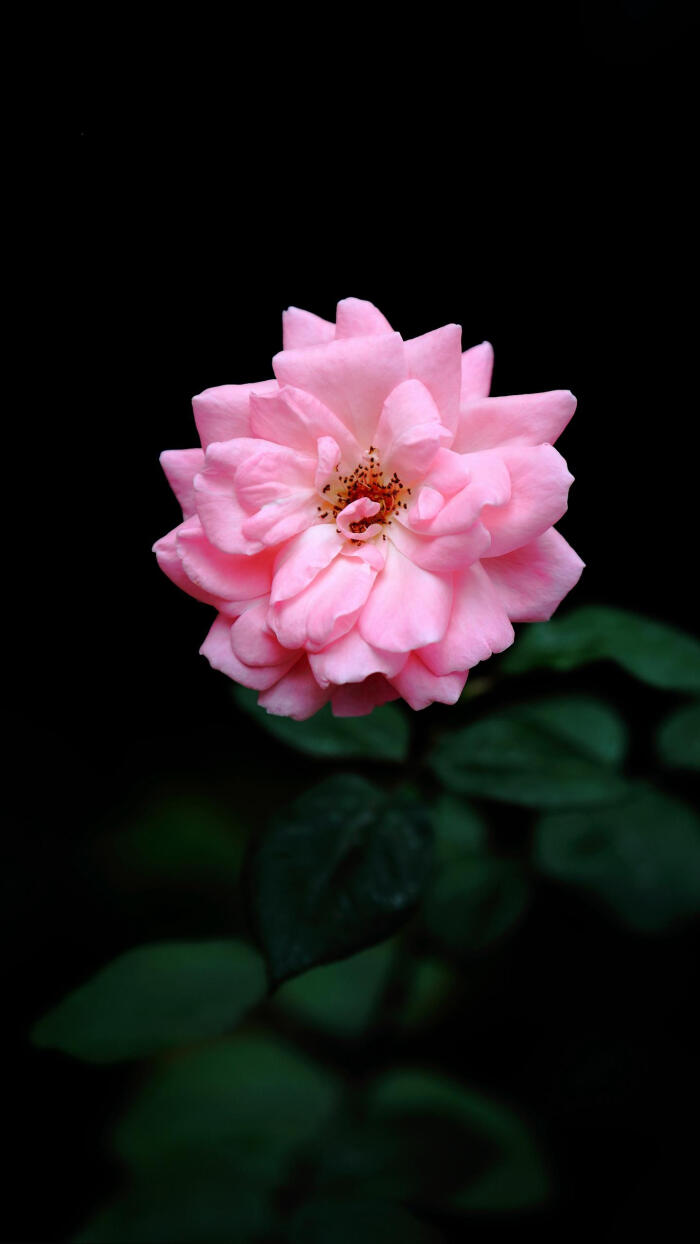 双外援合砍64分打水漂 浙江错失绝杀球东莞险胜|KY开元集团官网(图2) ky开元集团