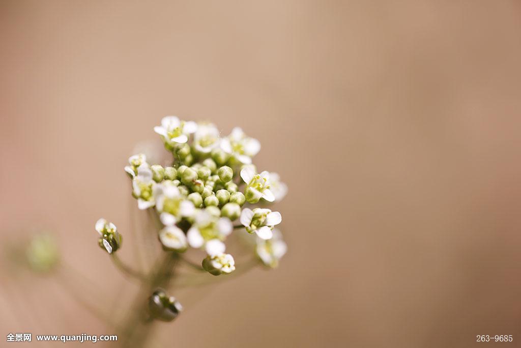 《Fate/stay night》手游今日开放下载 技术性测试预约开启【ky开元集团】(图4) ky开元